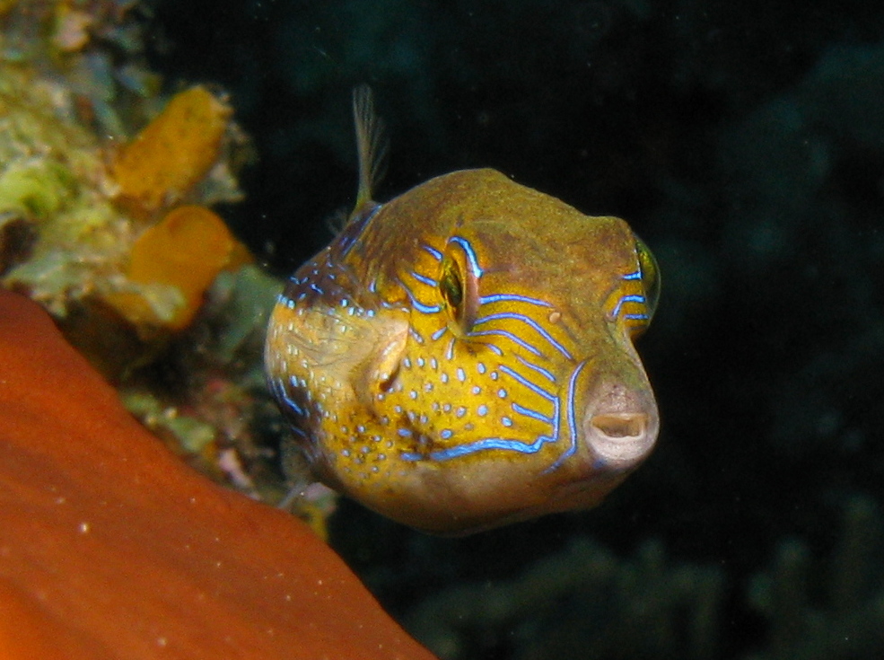 Sharpnose Puffer - Canthigaster rostrata