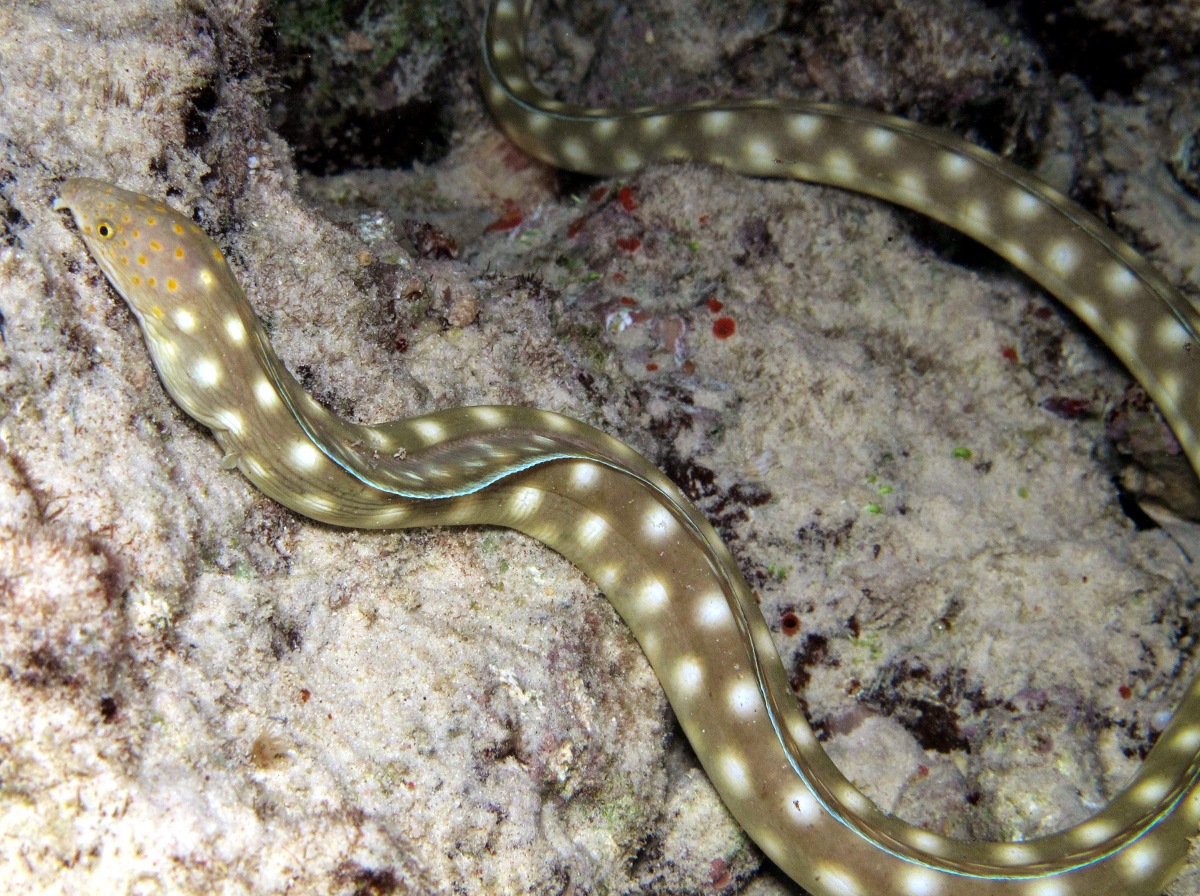 Sharptail Eel - Myrichthys breviceps