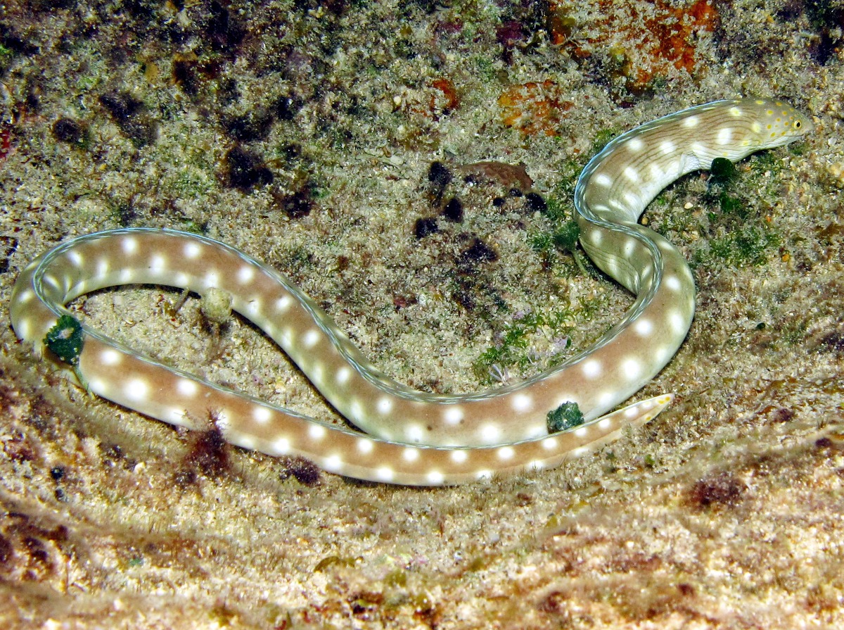 Sharptail Eel - Myrichthys breviceps