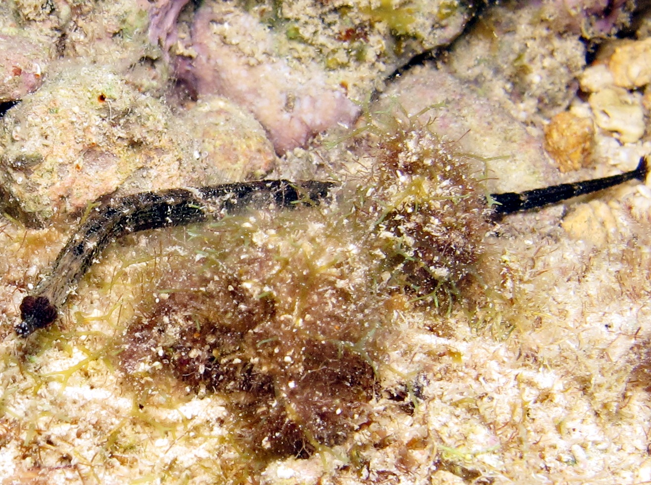 Shortfin Pipefish - Cosmocampus elucens