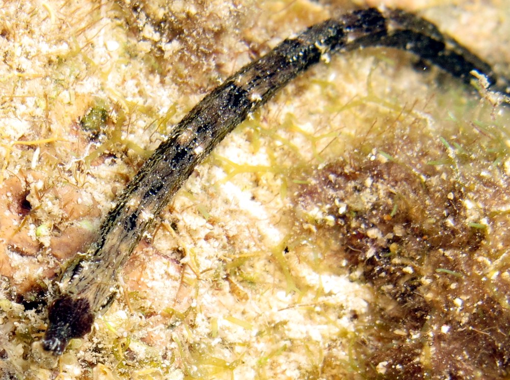 Shortfin Pipefish - Cosmocampus elucens