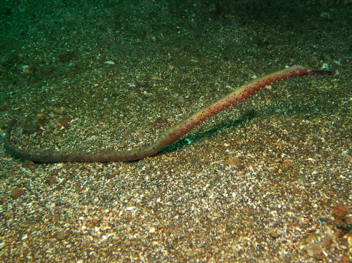 Short-Tailed Pipefish - Trachyrhamphus bicoarctatus