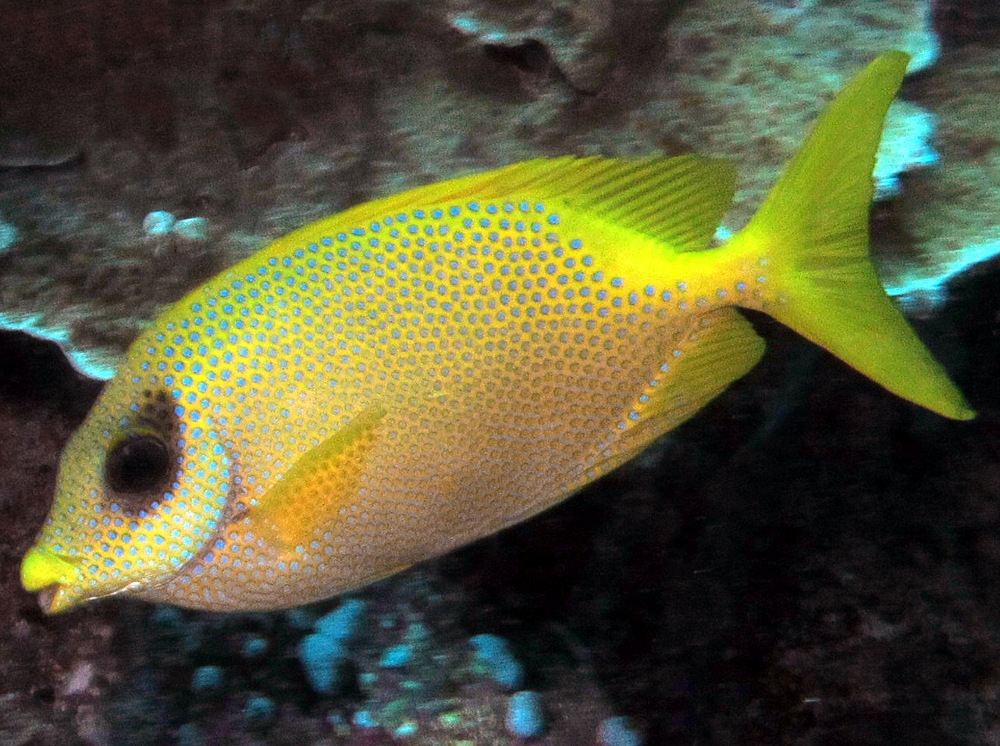 Coral Rabbitfish - Siganus corallinus