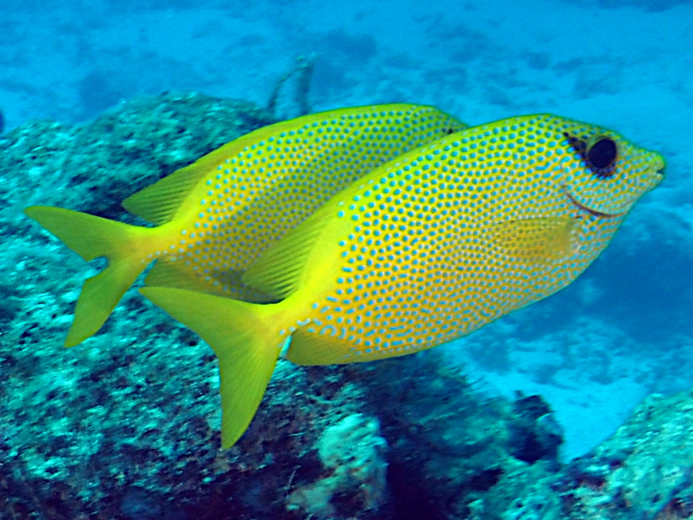 Coral Rabbitfish - Siganus corallinus