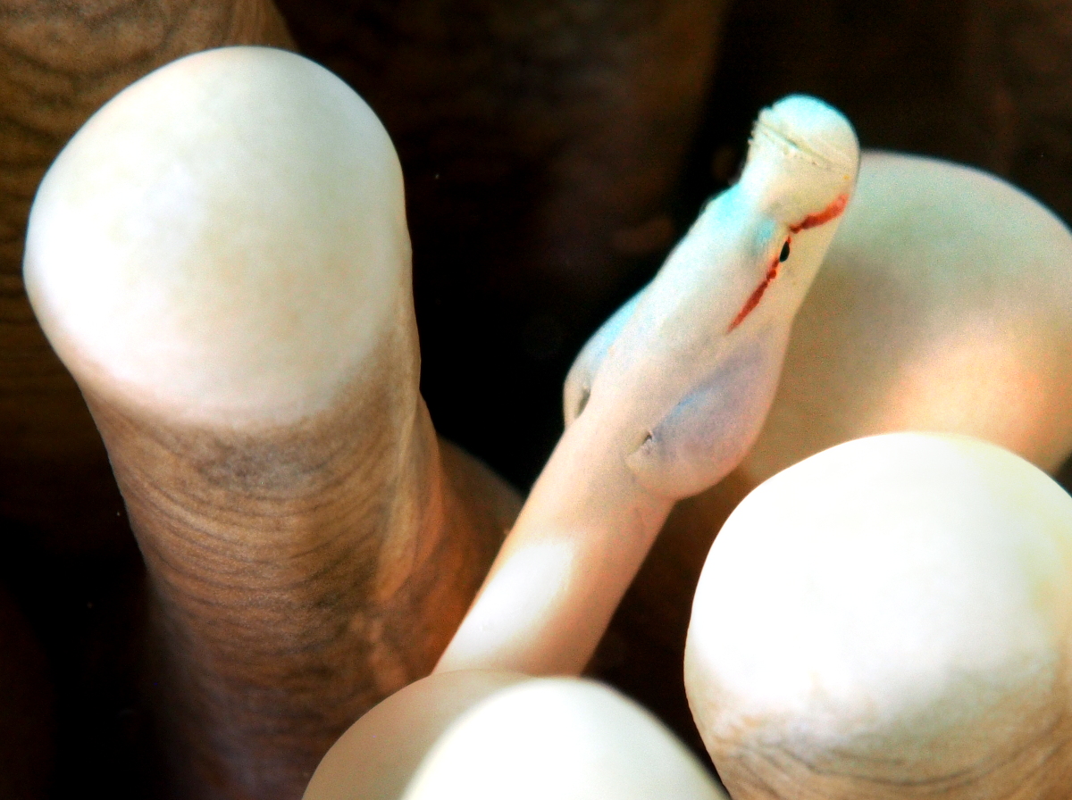 Mushroom Coral Pipefish - Siokunichthys nigrolineatus