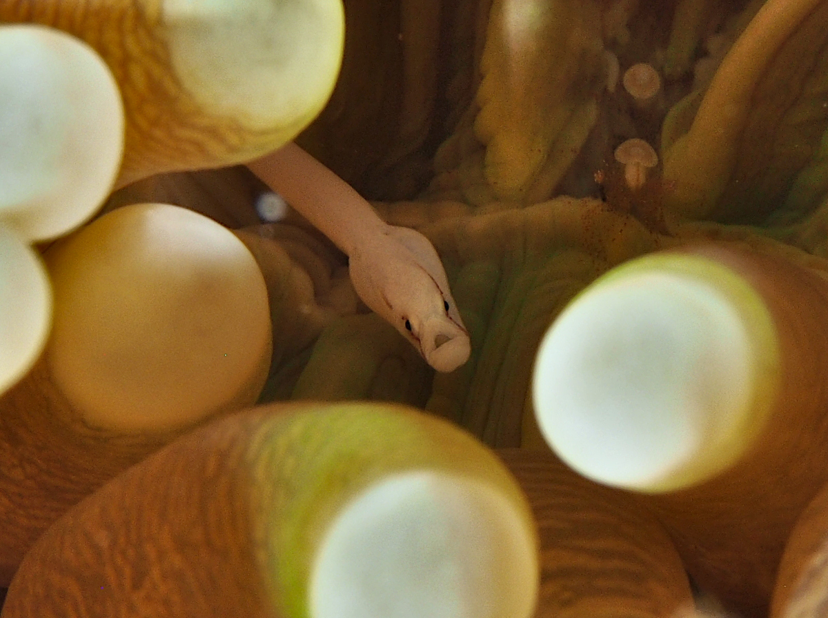 Mushroom Coral Pipefish - Siokunichthys nigrolineatus