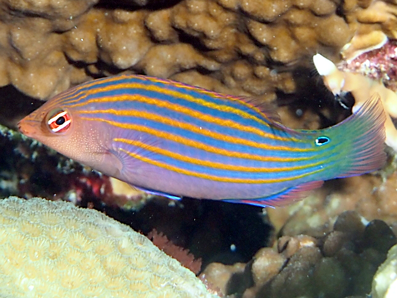 Sixstripe Wrasse - Pseudocheilinus hexataenia