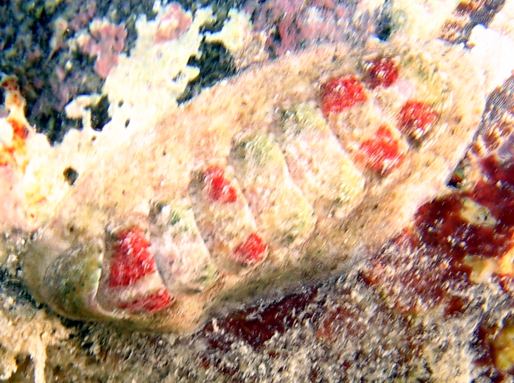 Caribbean Slender Chiton - Stenoplax purpurascens - Aruba