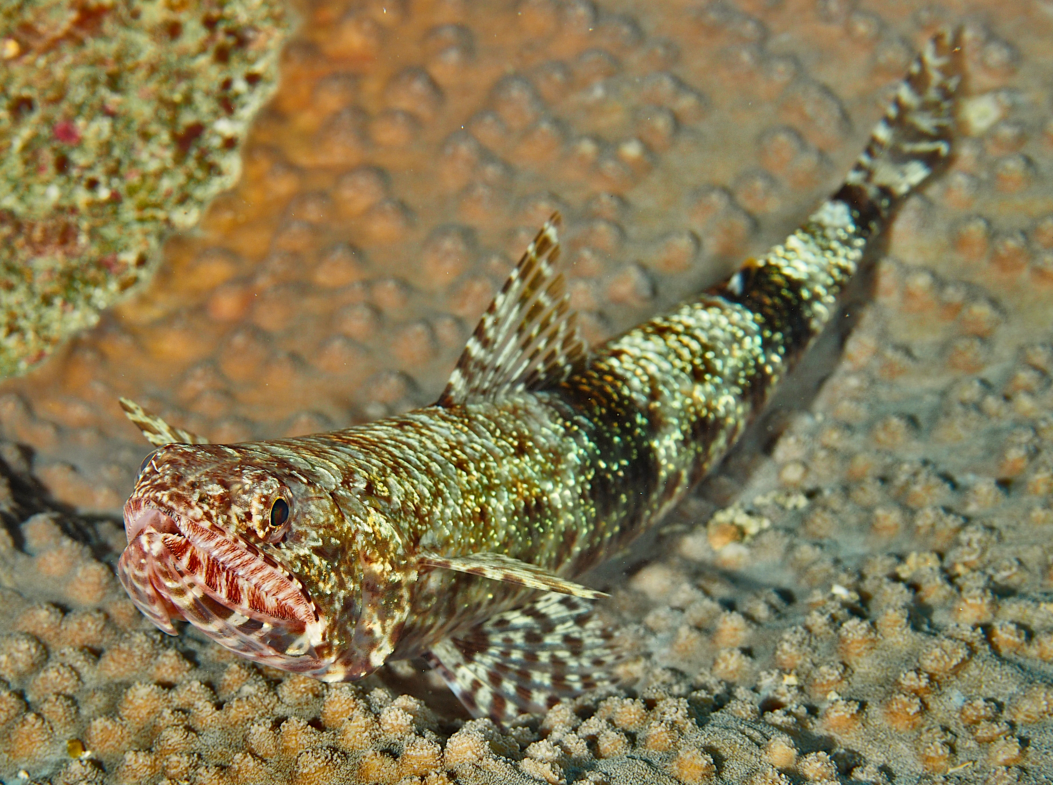 Slender Lizardfish - Saurida gracilis