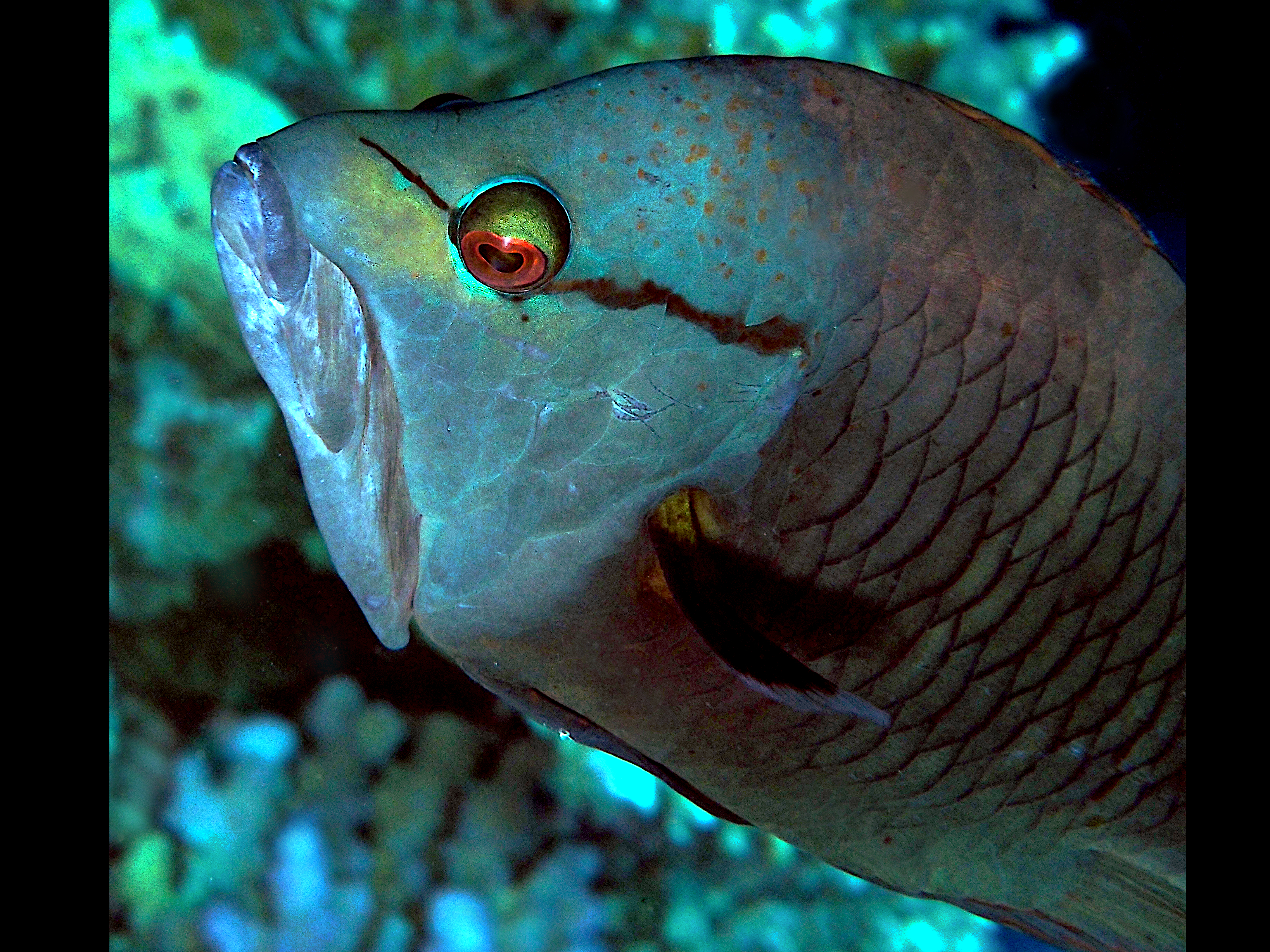 Slingjaw Wrasse - Epibulus insidiator