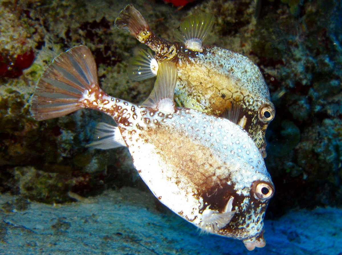 Smooth Trunkfish - Lactophrys triqueter