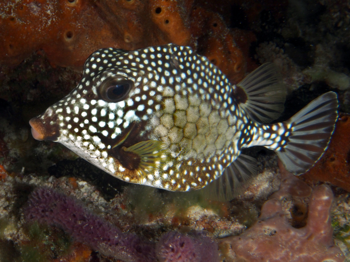 Smooth Trunkfish - Lactophrys triqueter