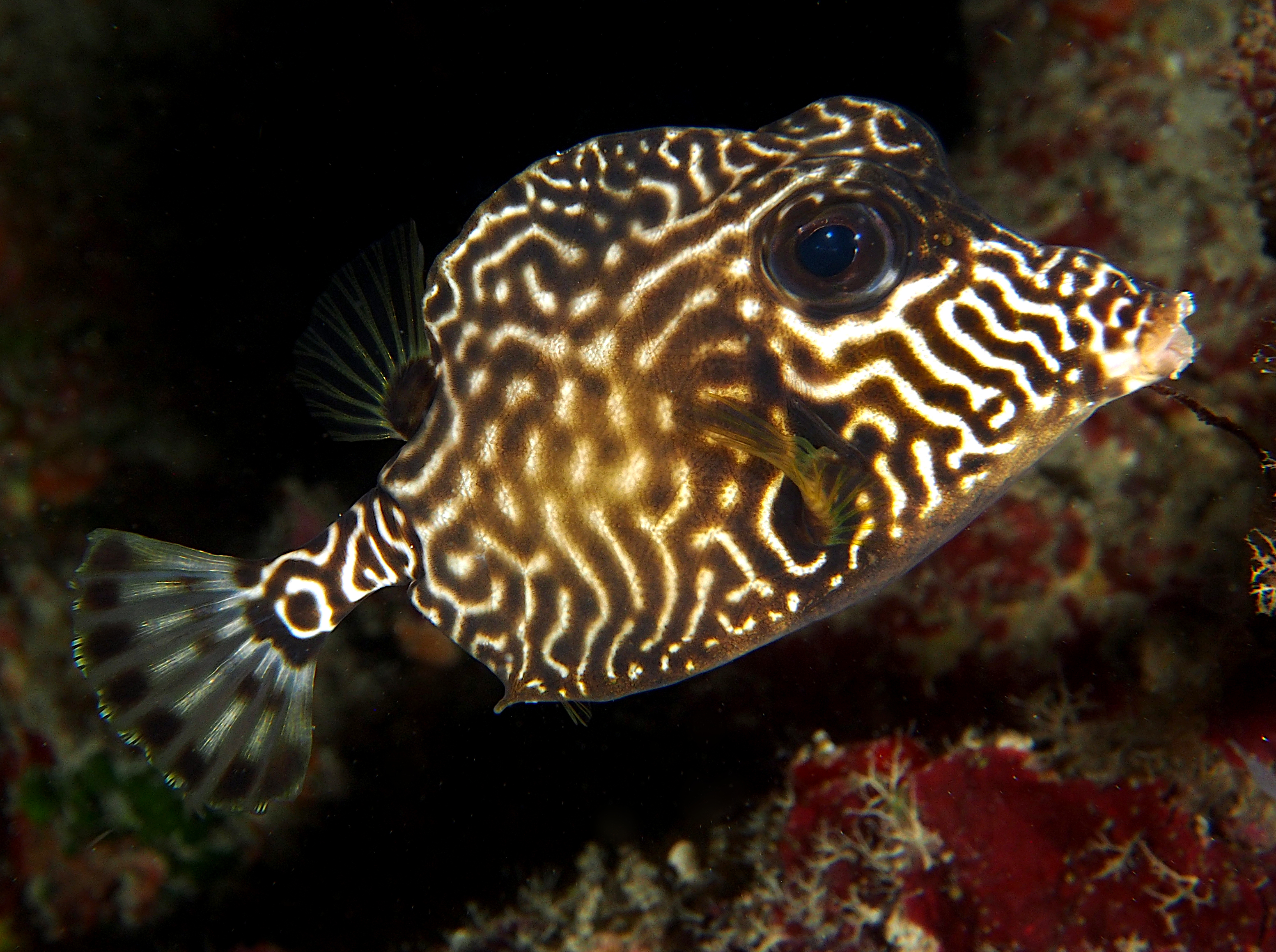 Smooth Trunkfish - Lactophrys triqueter