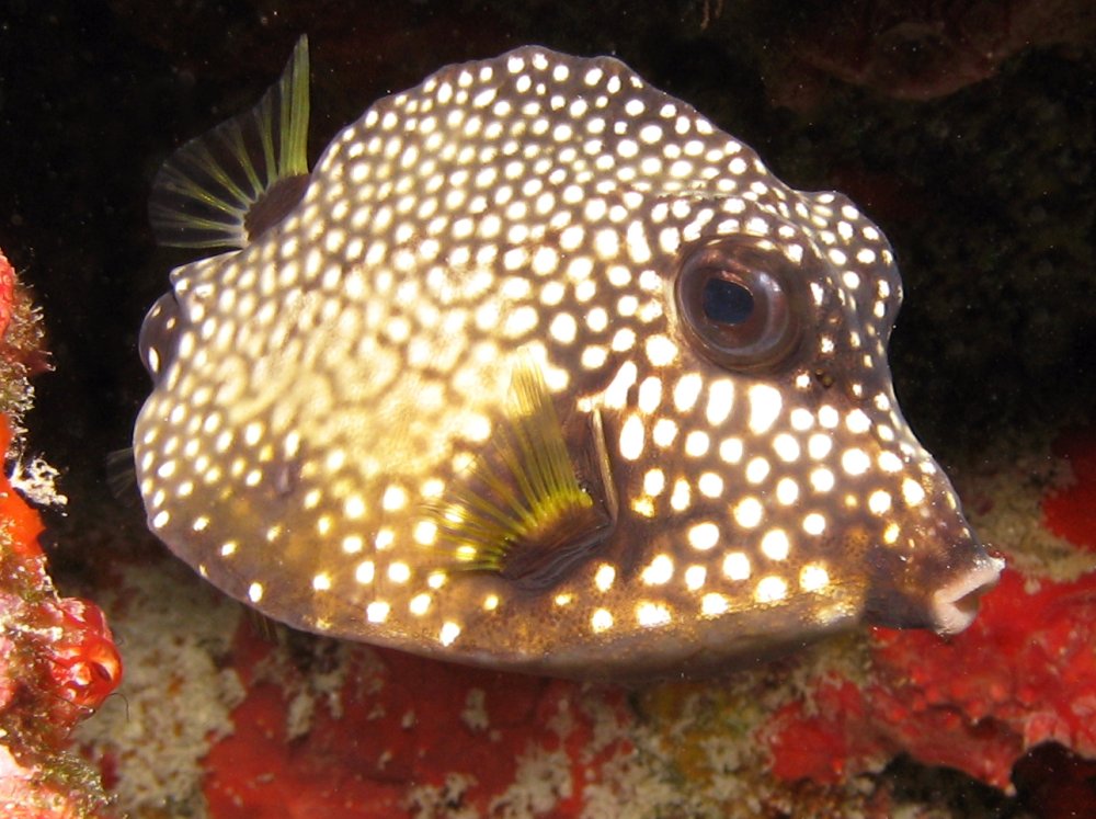 Smooth Trunkfish - Lactophrys triqueter