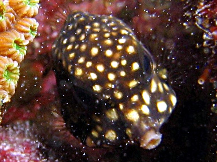 Smooth Trunkfish - Lactophrys triqueter