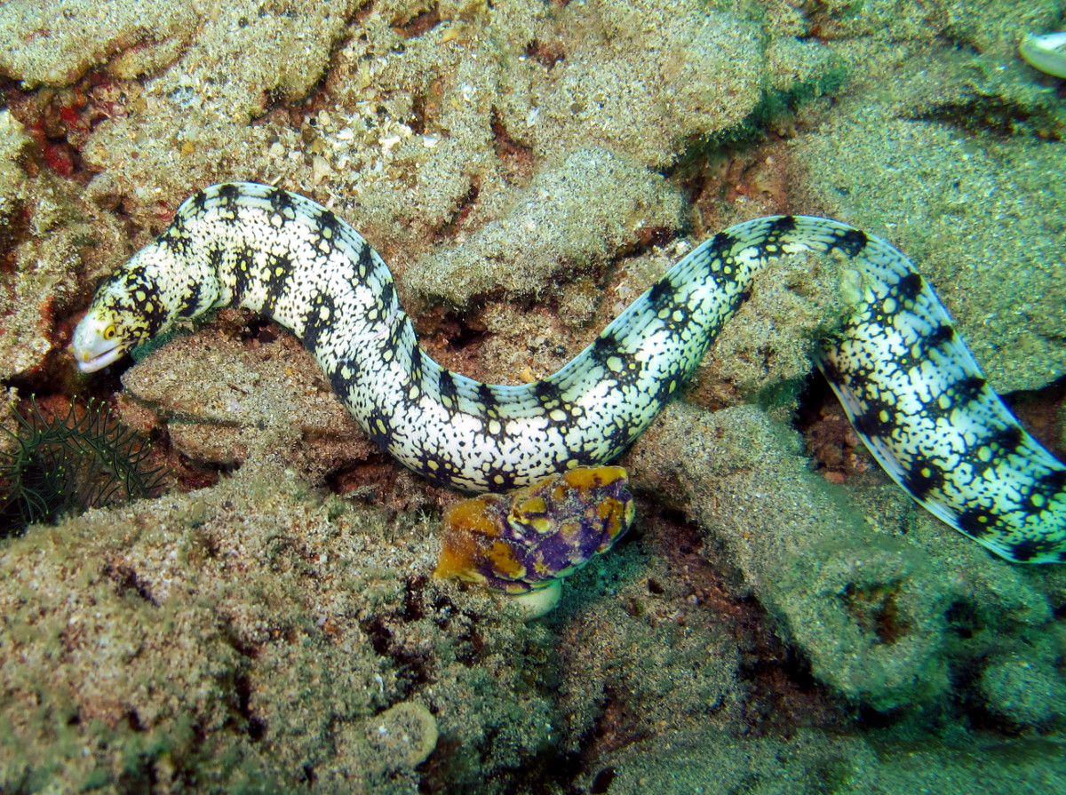Snowflake Moray Eel - Echidna nebulosa