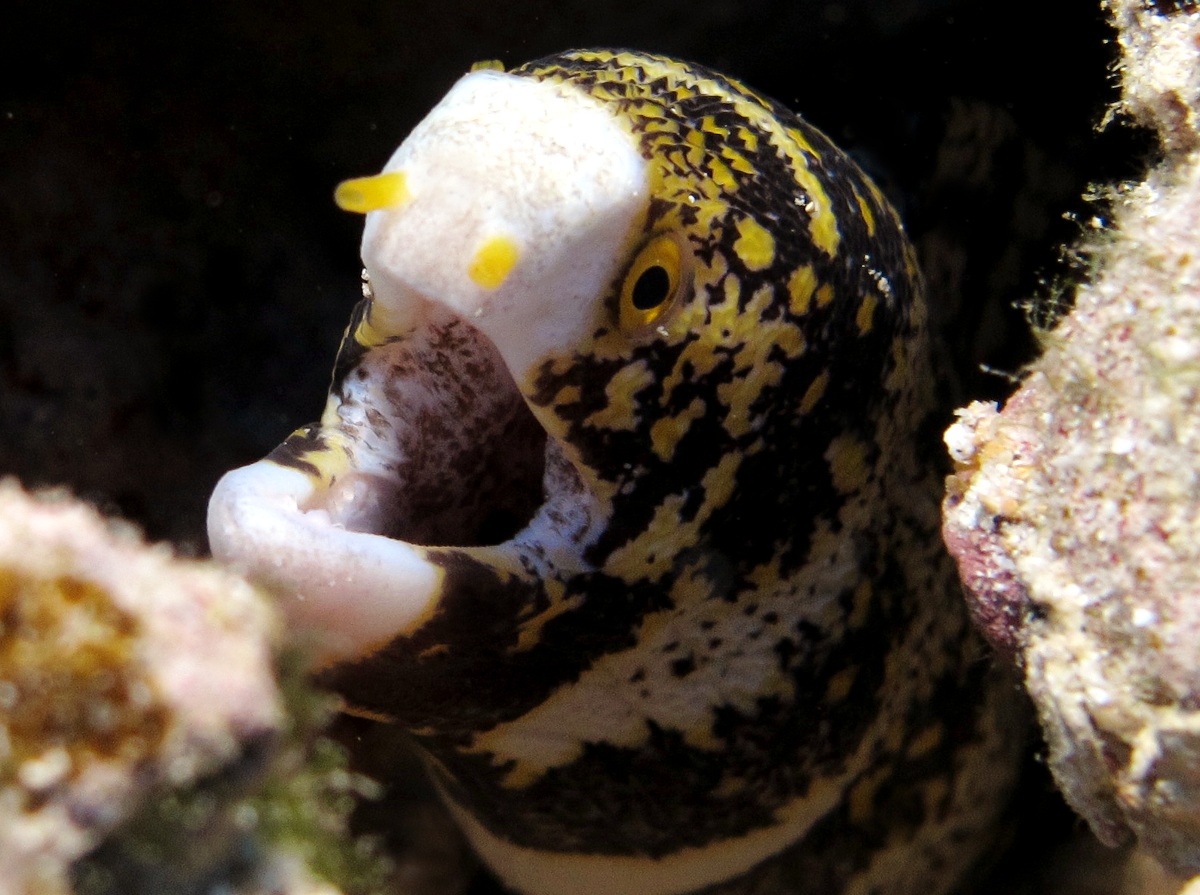 Snowflake Moray Eel - Echidna nebulosa