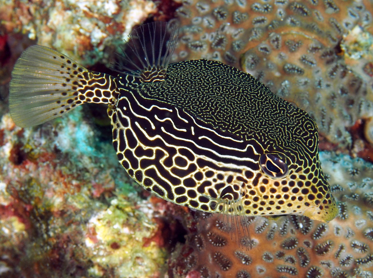 Solor Boxfish - Ostracion solorensis