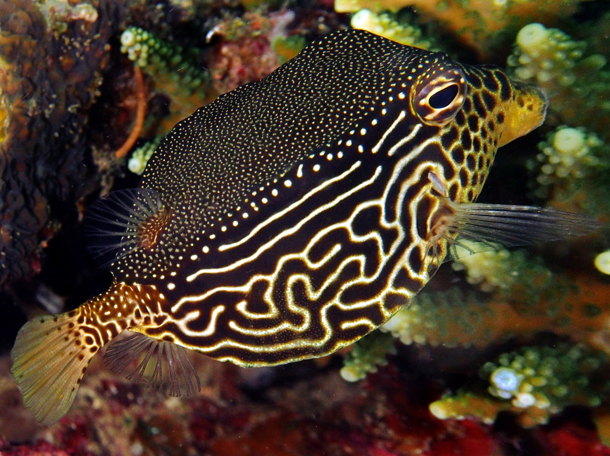 Solor Boxfish - Ostracion solorensis
