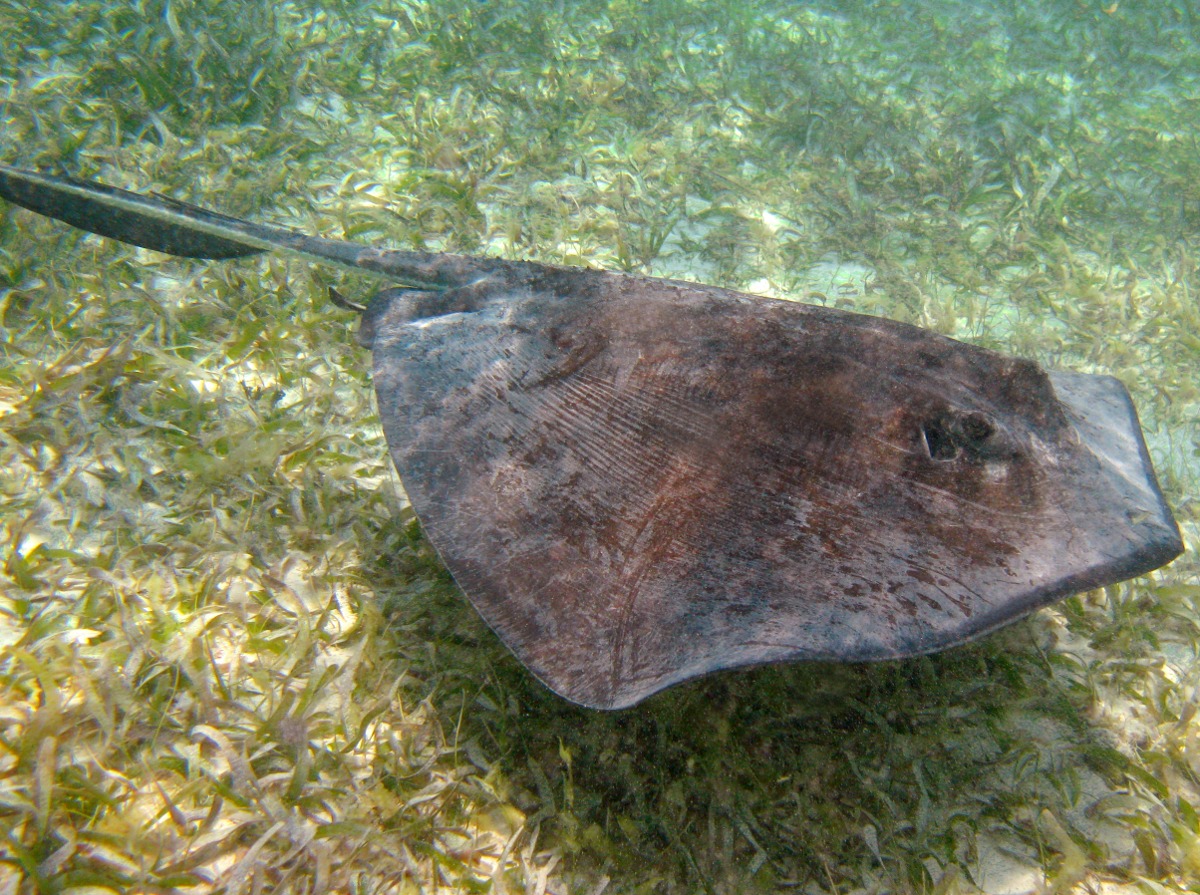 Southern Stingray - Dasyatis americana
