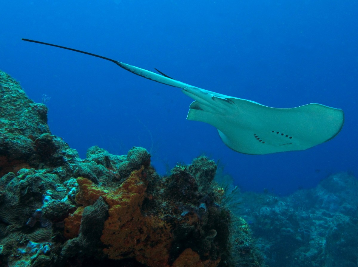 Southern Stingray - Dasyatis americana
