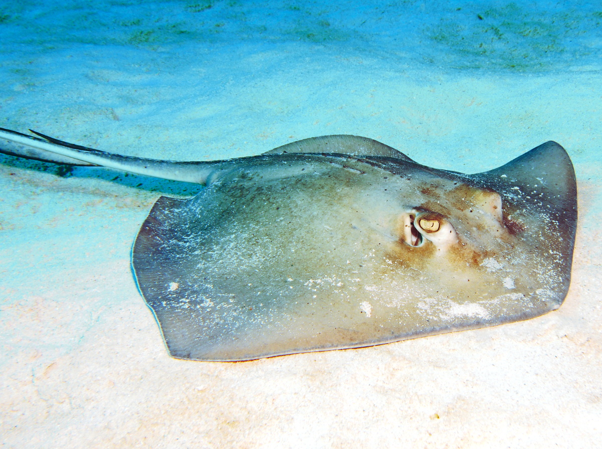 Southern Stingray - Dasyatis americana