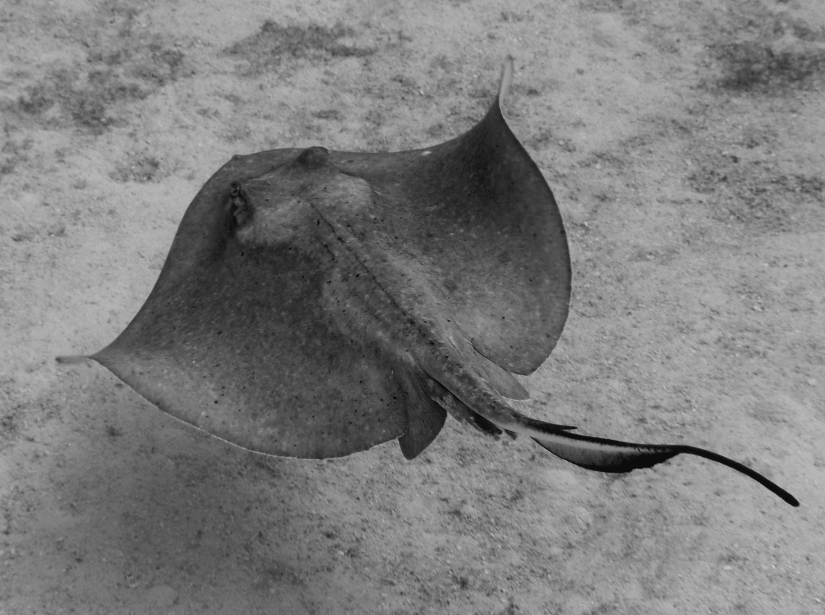 Southern Stingray - Dasyatis americana
