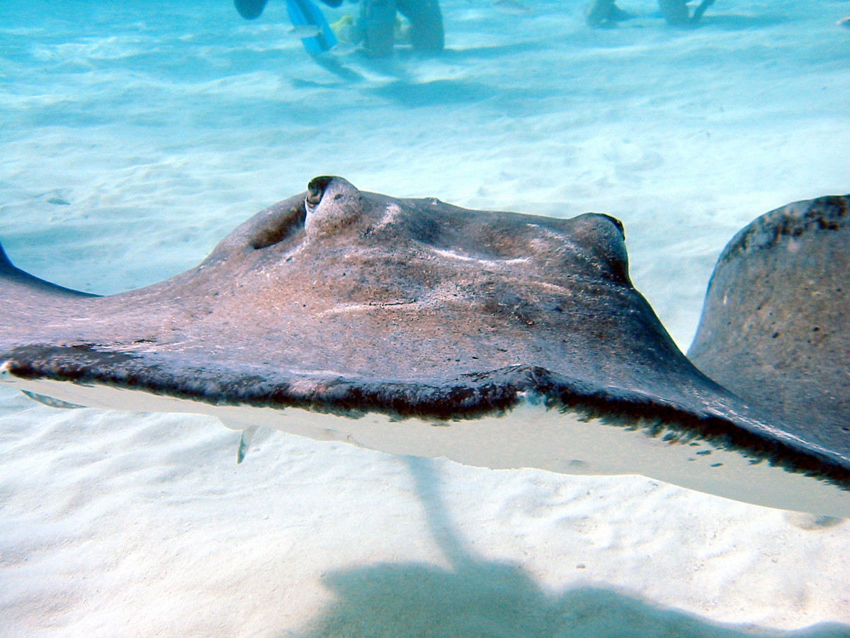 Southern Stingray - Dasyatis americana