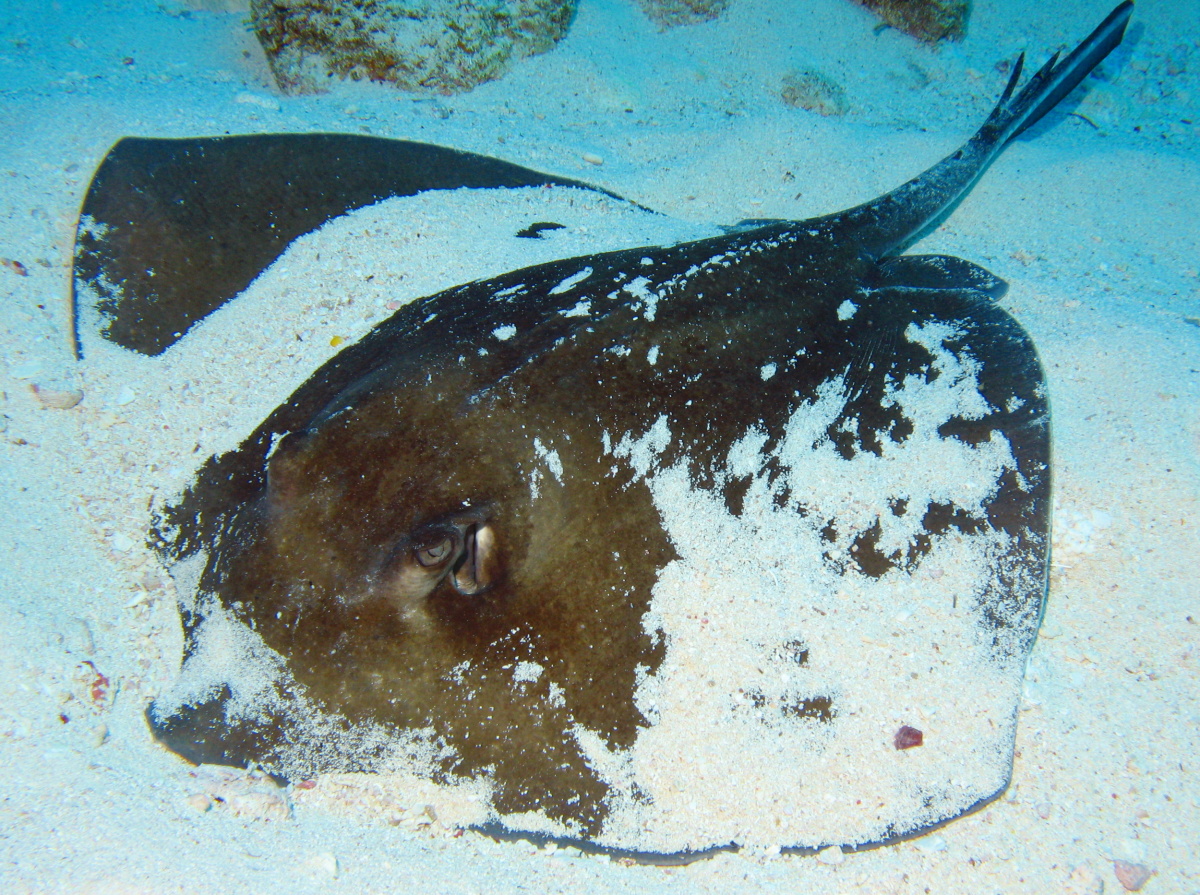 Southern Stingray - Dasyatis americana