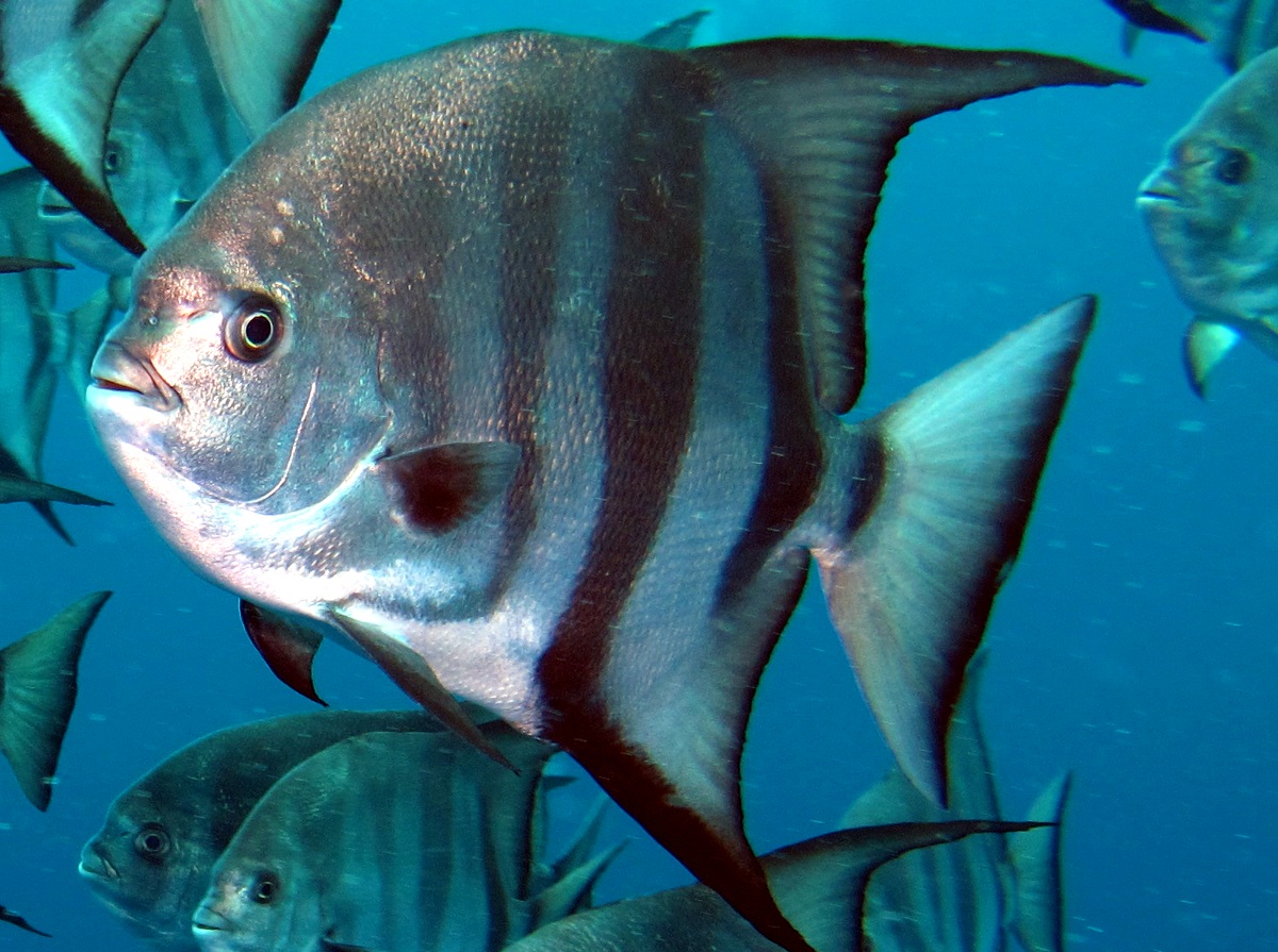 Atlantic Spadefish - Chaetodipterus faber