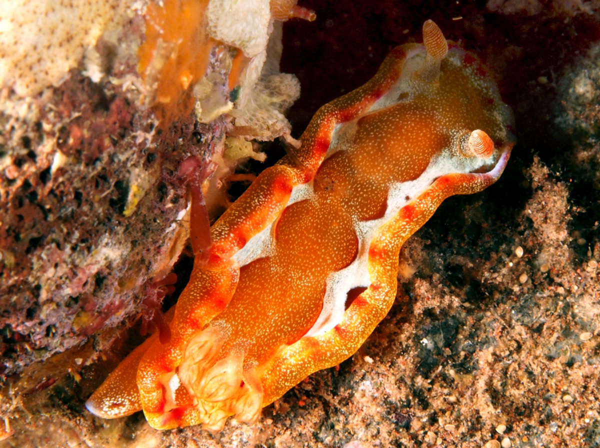 Spanish Dancer - Hexabranchus sanguineus