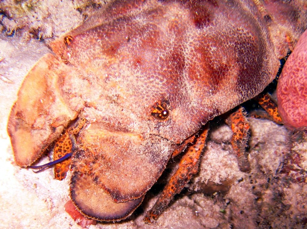 Spanish Lobster - Scyllarides aequinoctialis