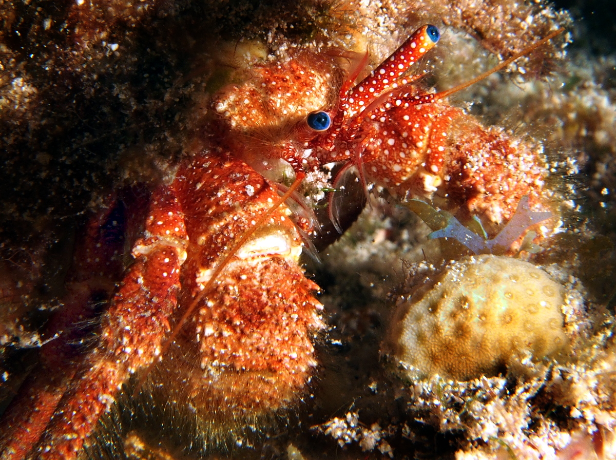 White Speckled Hermit Crab - Paguristes punticeps
