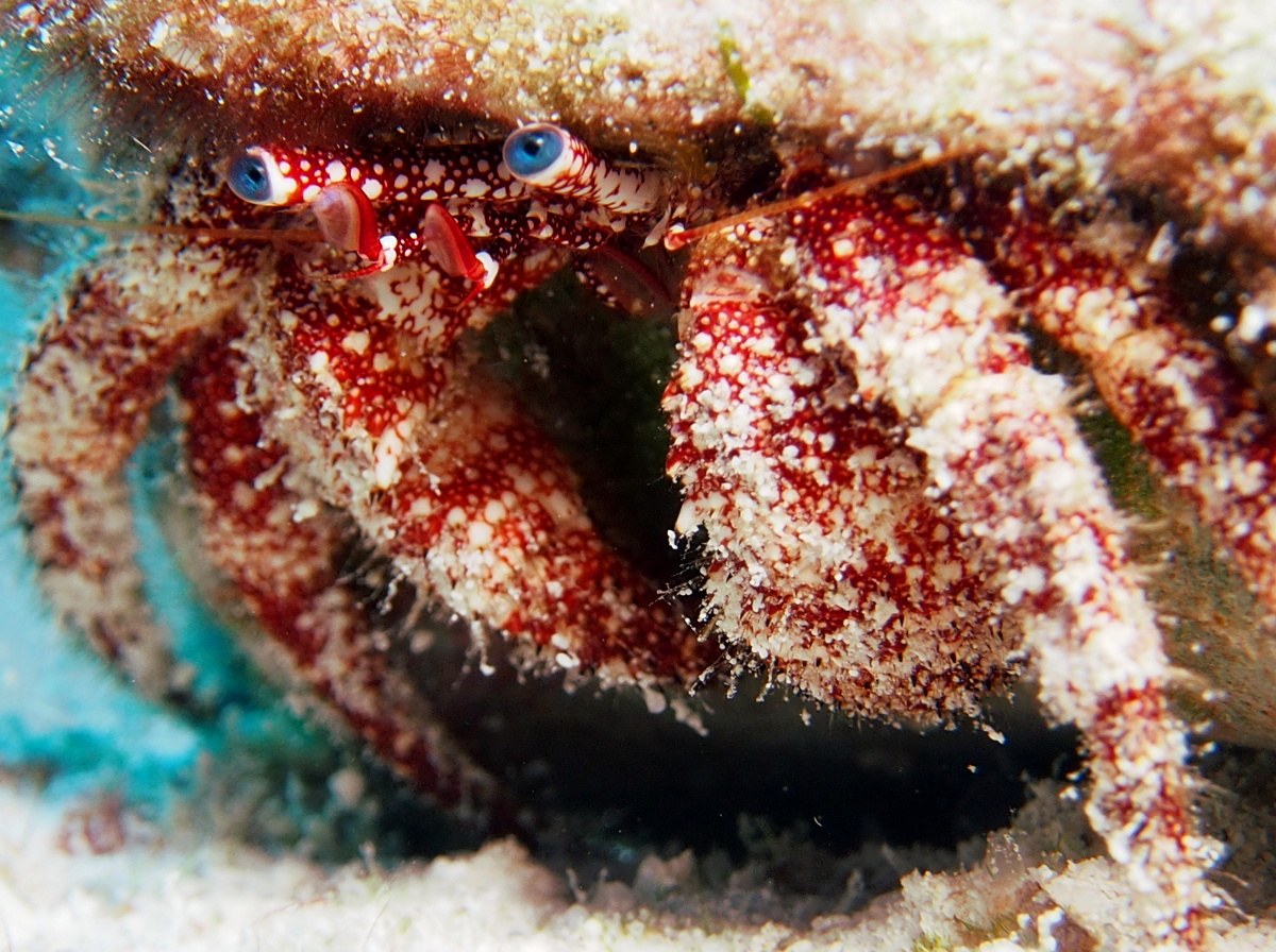 White Speckled Hermit Crab - Paguristes punticeps
