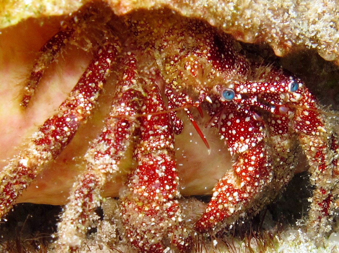 White Speckled Hermit Crab - Paguristes punticeps
