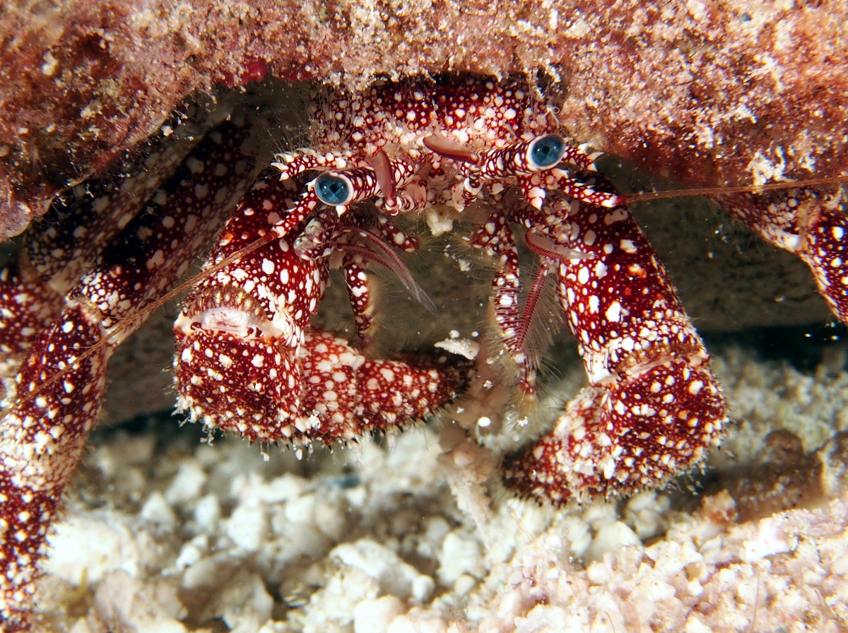 White Speckled Hermit Crab - Paguristes punticeps