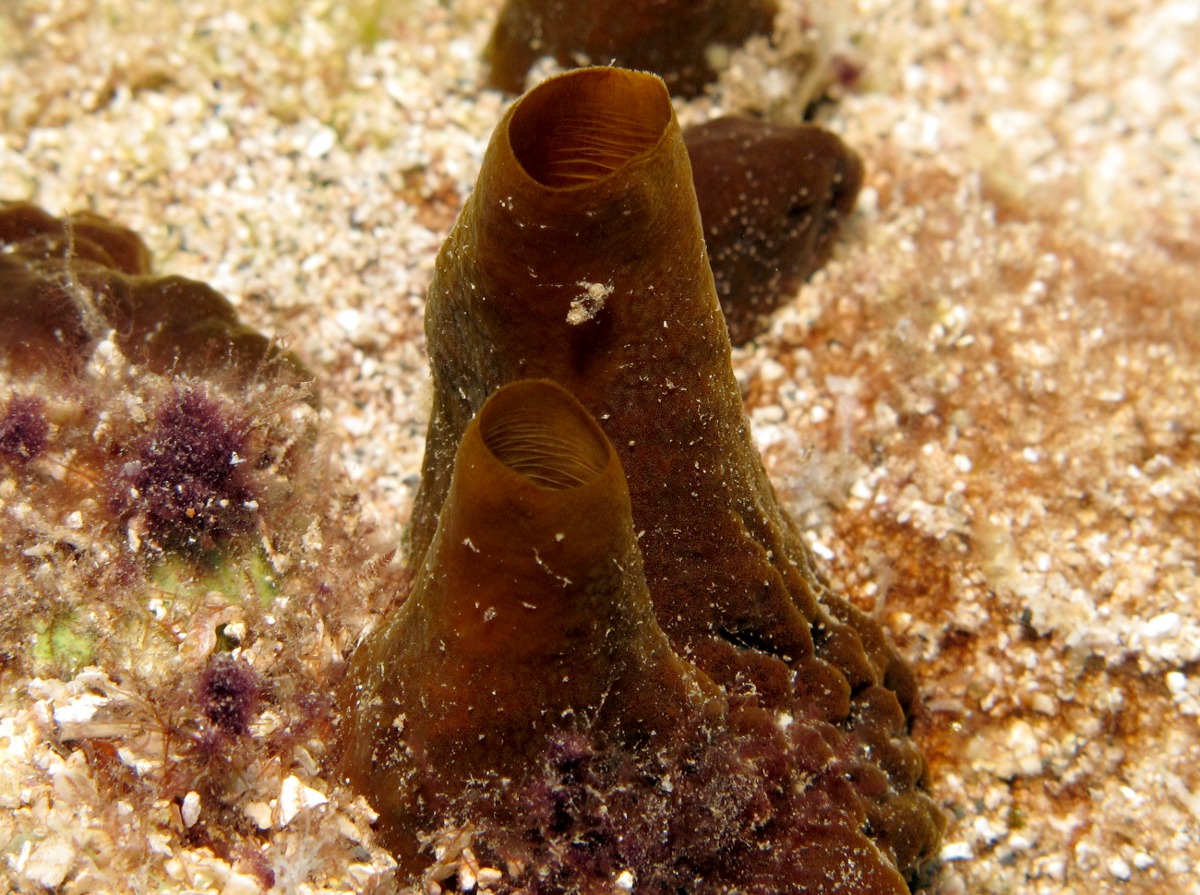 Vagabond Boring Sponge - Spheciospongia vagabunda - Lanai, Hawaii