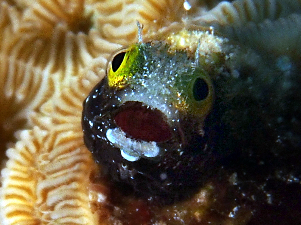 Spinyhead Blenny - Acanthemblemaria spinosa