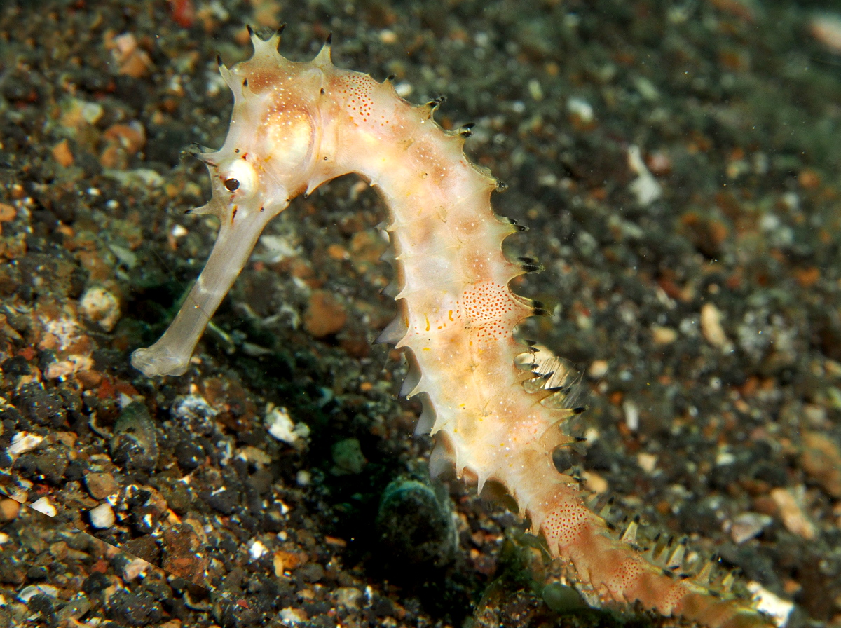 Thorny seahorse - Hippocampus histrix