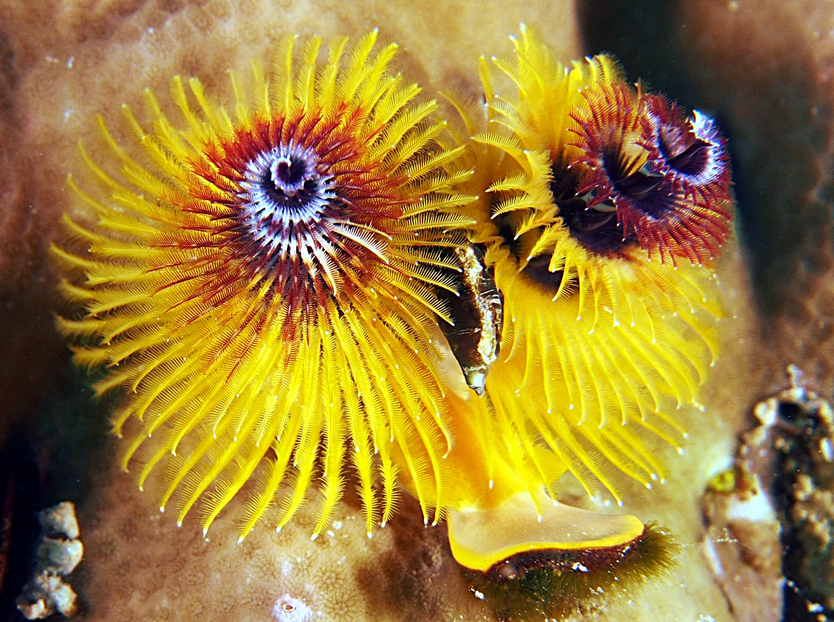 Indo-Pacific Christmas Tree Worm - Spirobranchus corniculatus