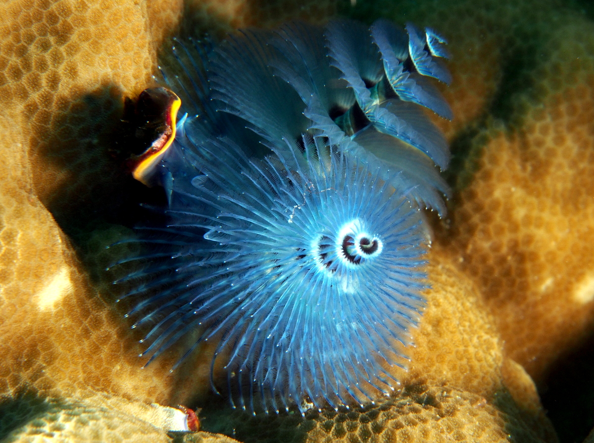 Indo-Pacific Christmas Tree Worm - Spirobranchus corniculatus