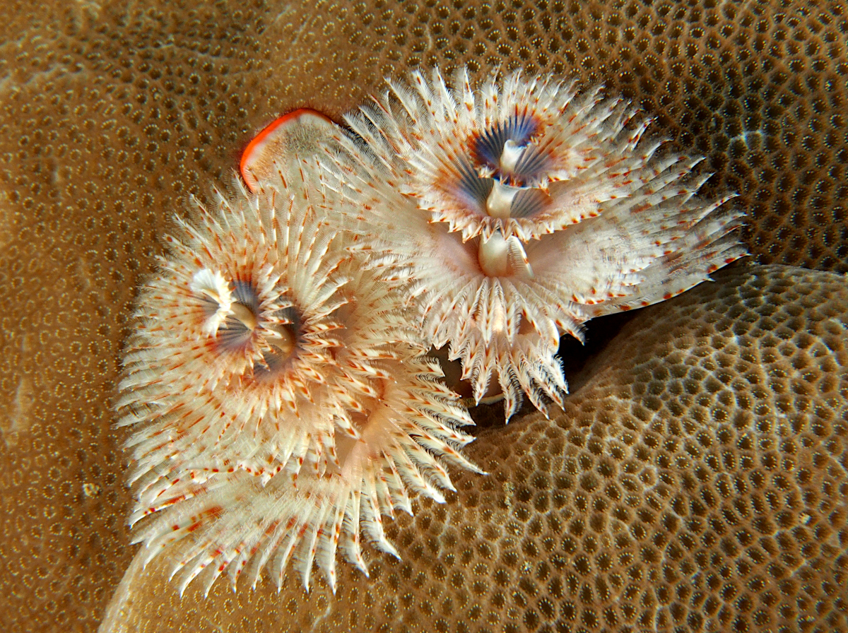 Indo-Pacific Christmas Tree Worm - Spirobranchus corniculatus