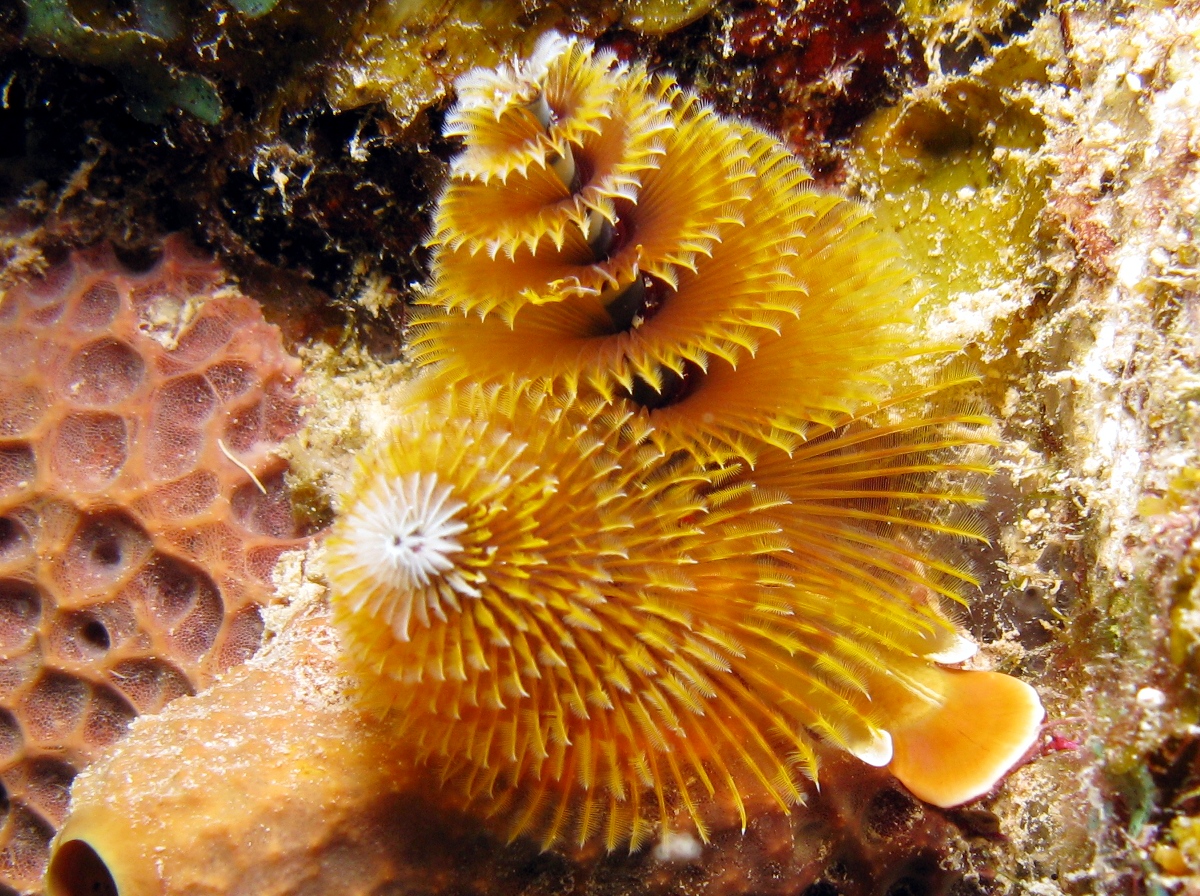 Christmas Tree Worm - Spirobranchus giganteus