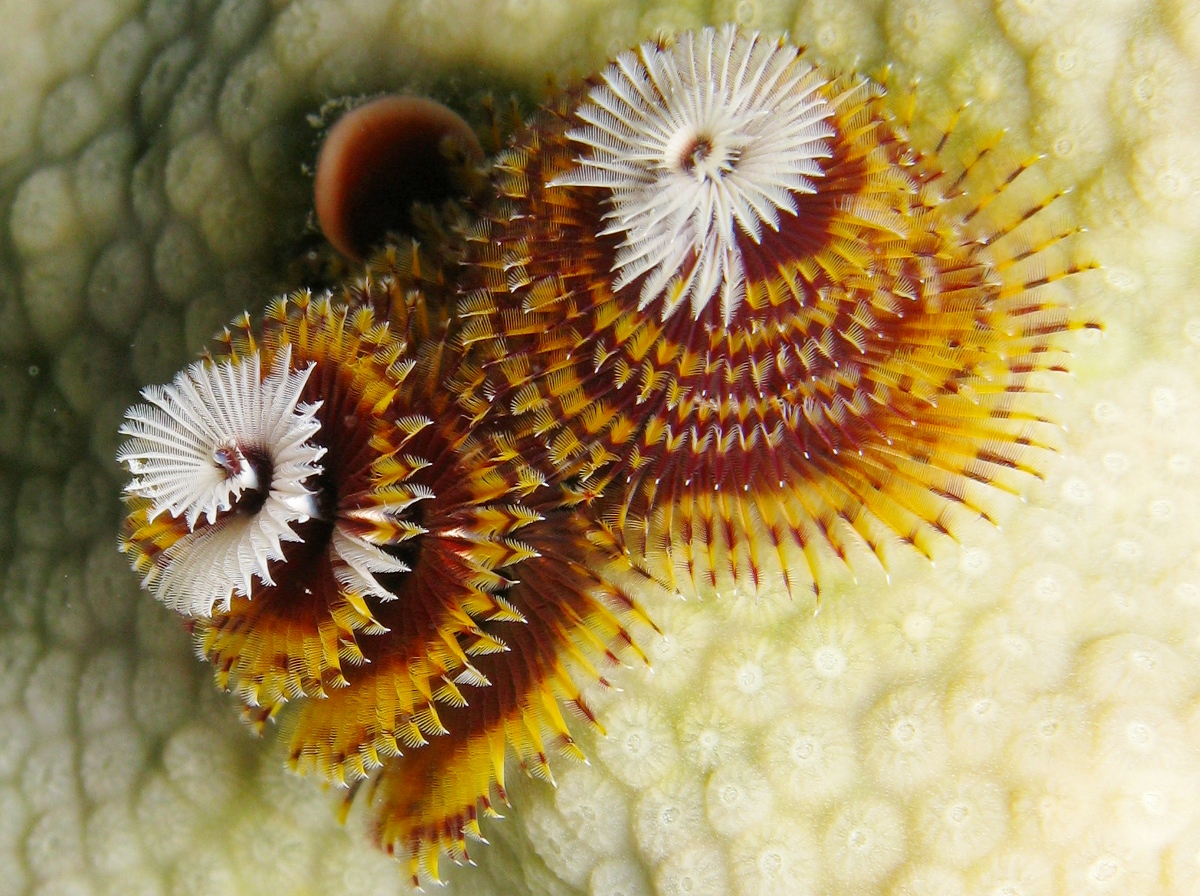 Christmas Tree Worm - Spirobranchus giganteus