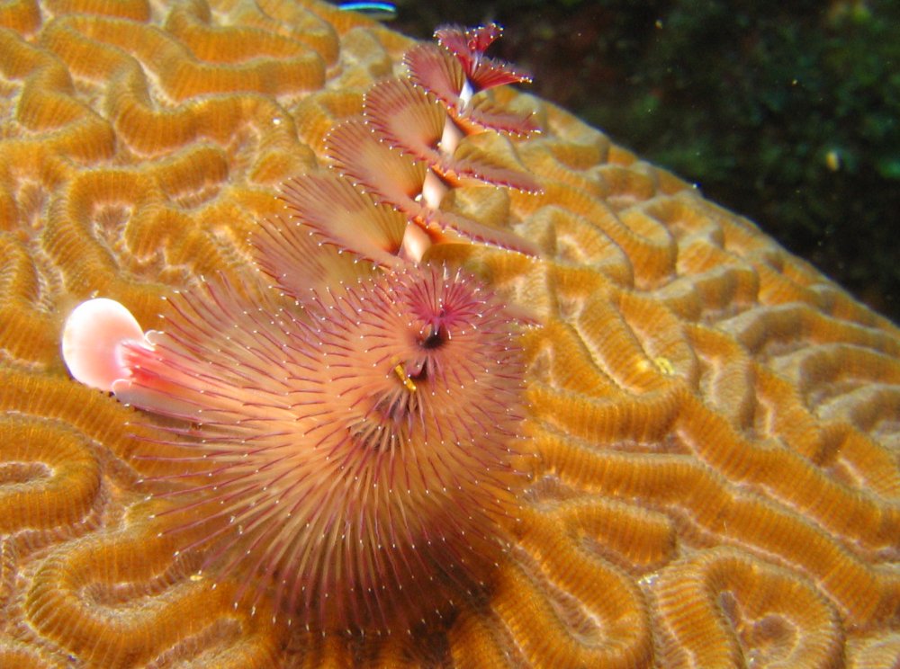 Christmas Tree Worm - Spirobranchus giganteus
