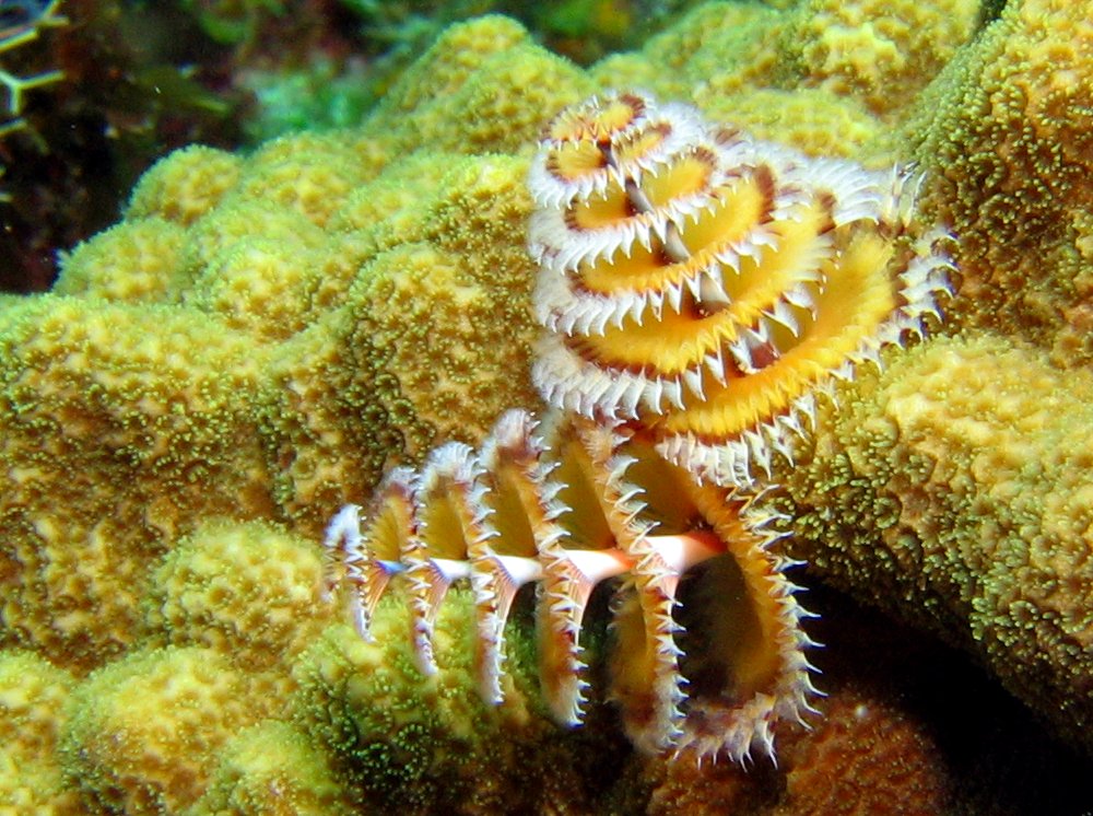 Christmas Tree Worm - Spirobranchus giganteus