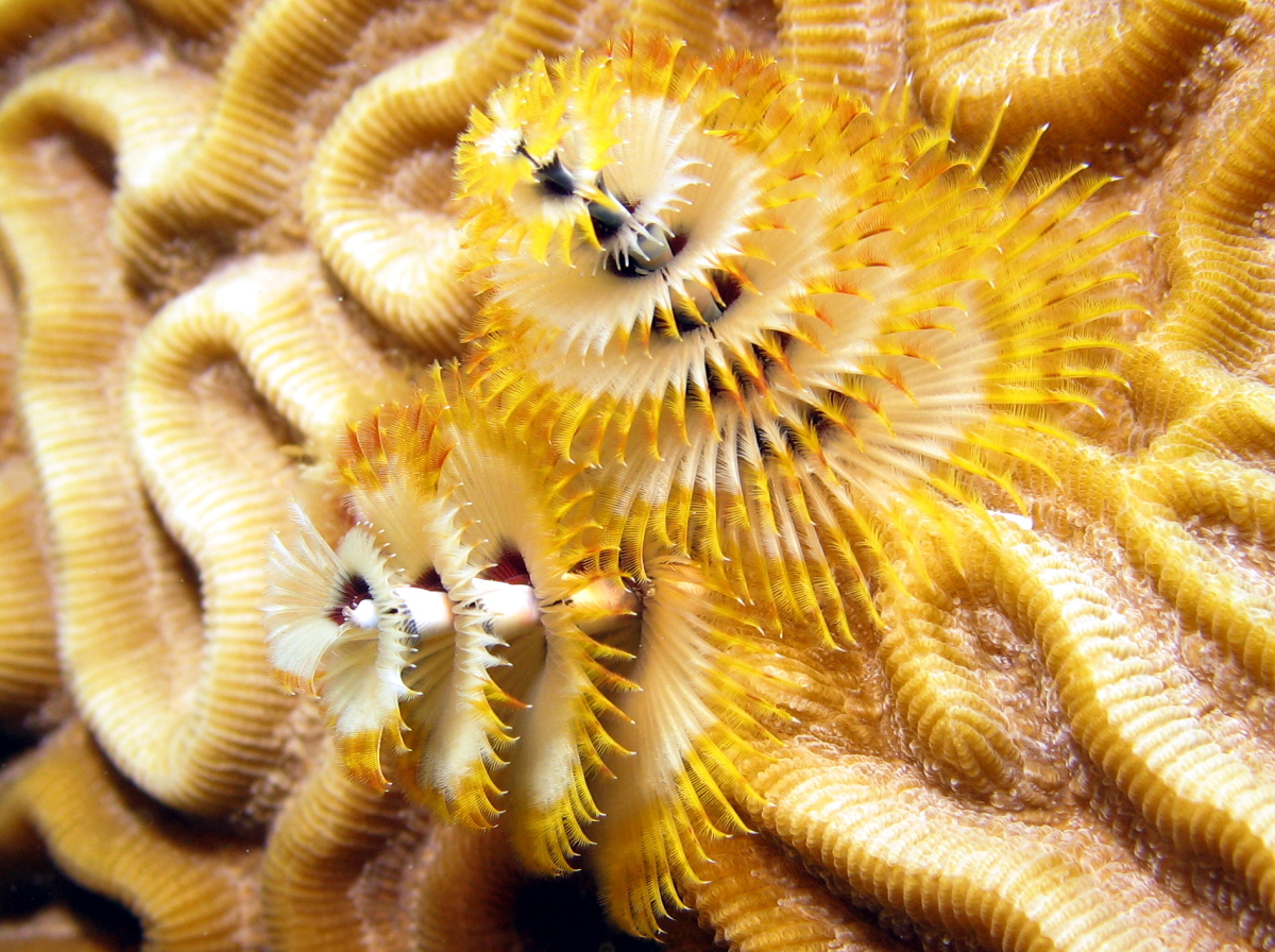 Christmas Tree Worm - Spirobranchus giganteus