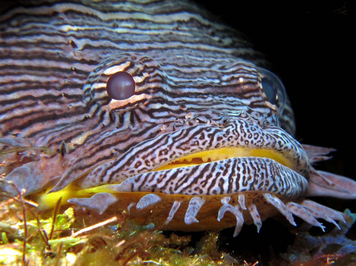 Splendid Toadfish - Sanopus splendidus