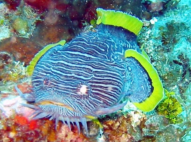 Splendid Toadfish - Sanopus splendidus