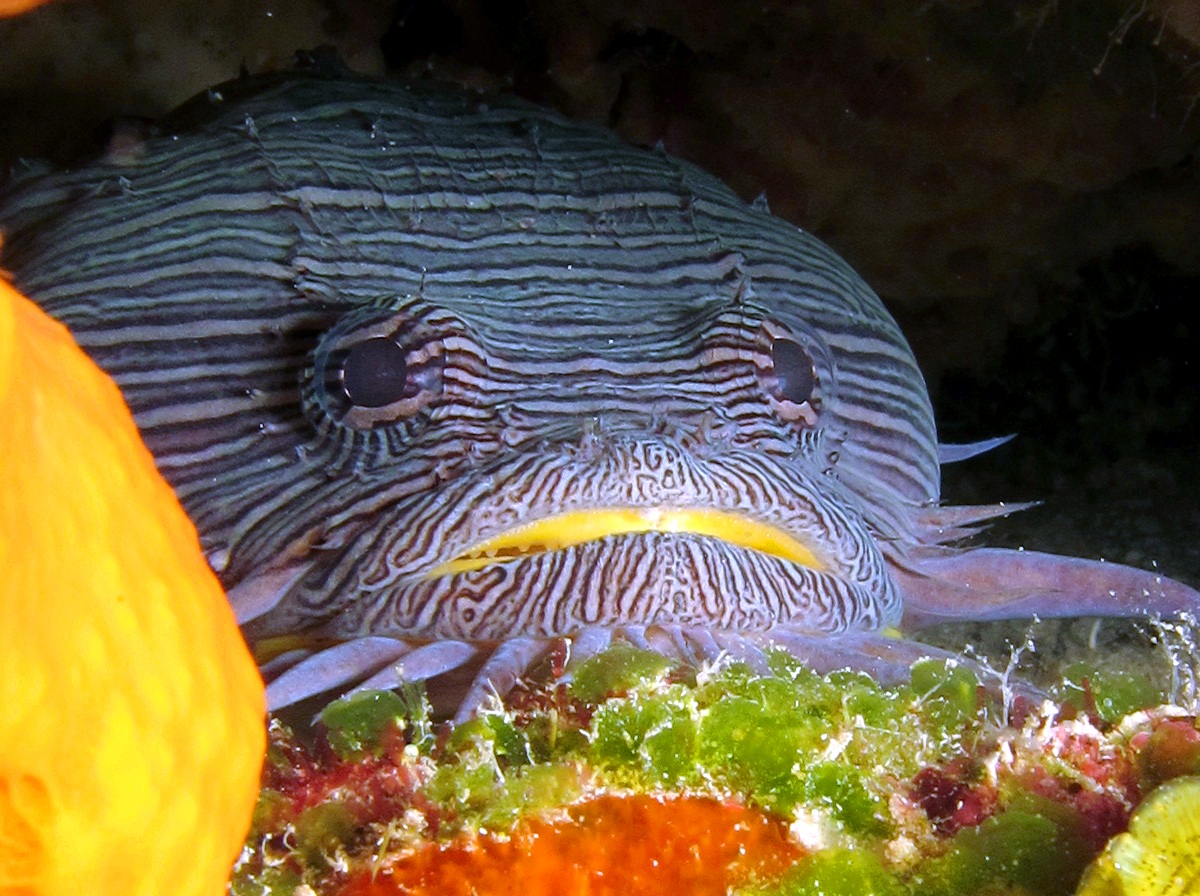 Splendid Toadfish - Sanopus splendidus